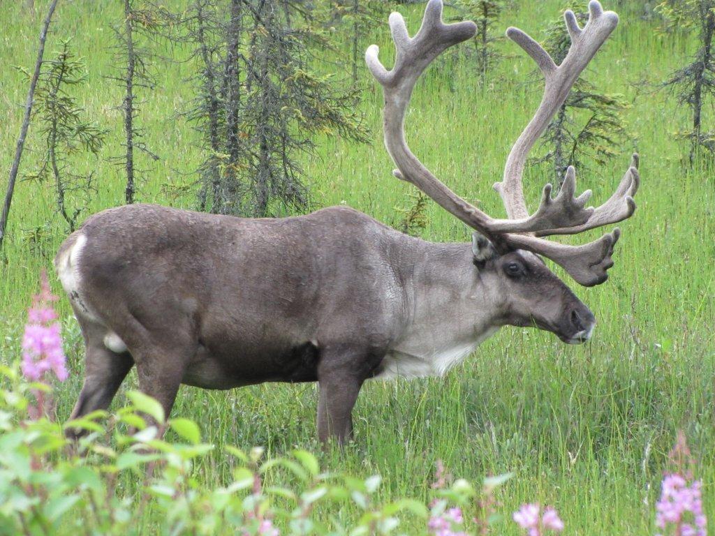 Moose
